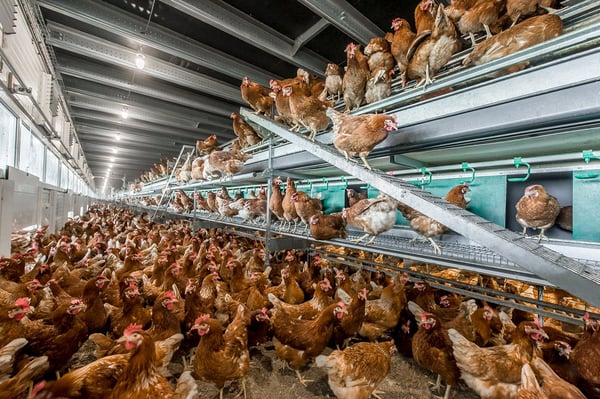 Poultry systems