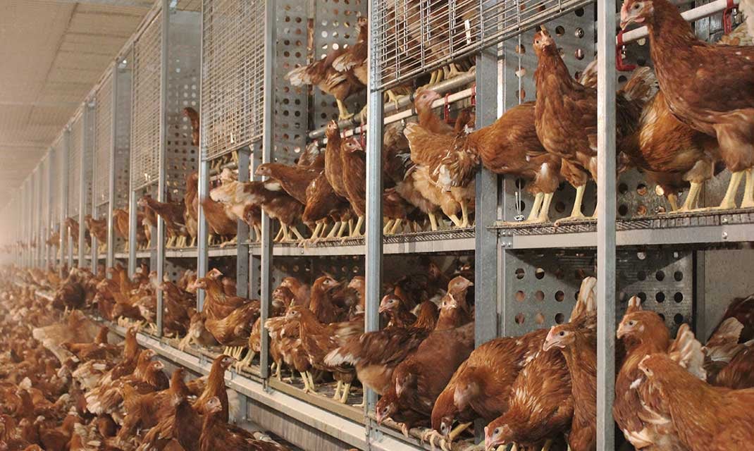 Bolegg-Starter-(3)-card