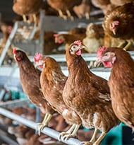 Bolegg-Terrace-(22) 240x260