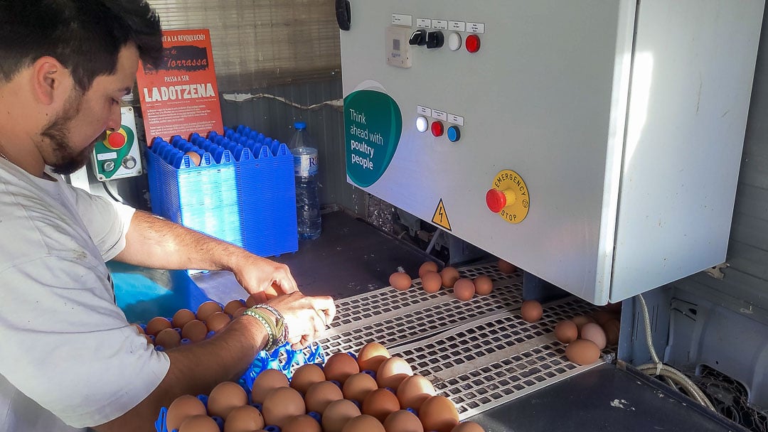 cinta automatica La Dotzena