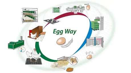 https://8054032.fs1.hubspotusercontent-eu1.net/hubfs/8054032/Egg-Way-Poultry-production-Web.webp
