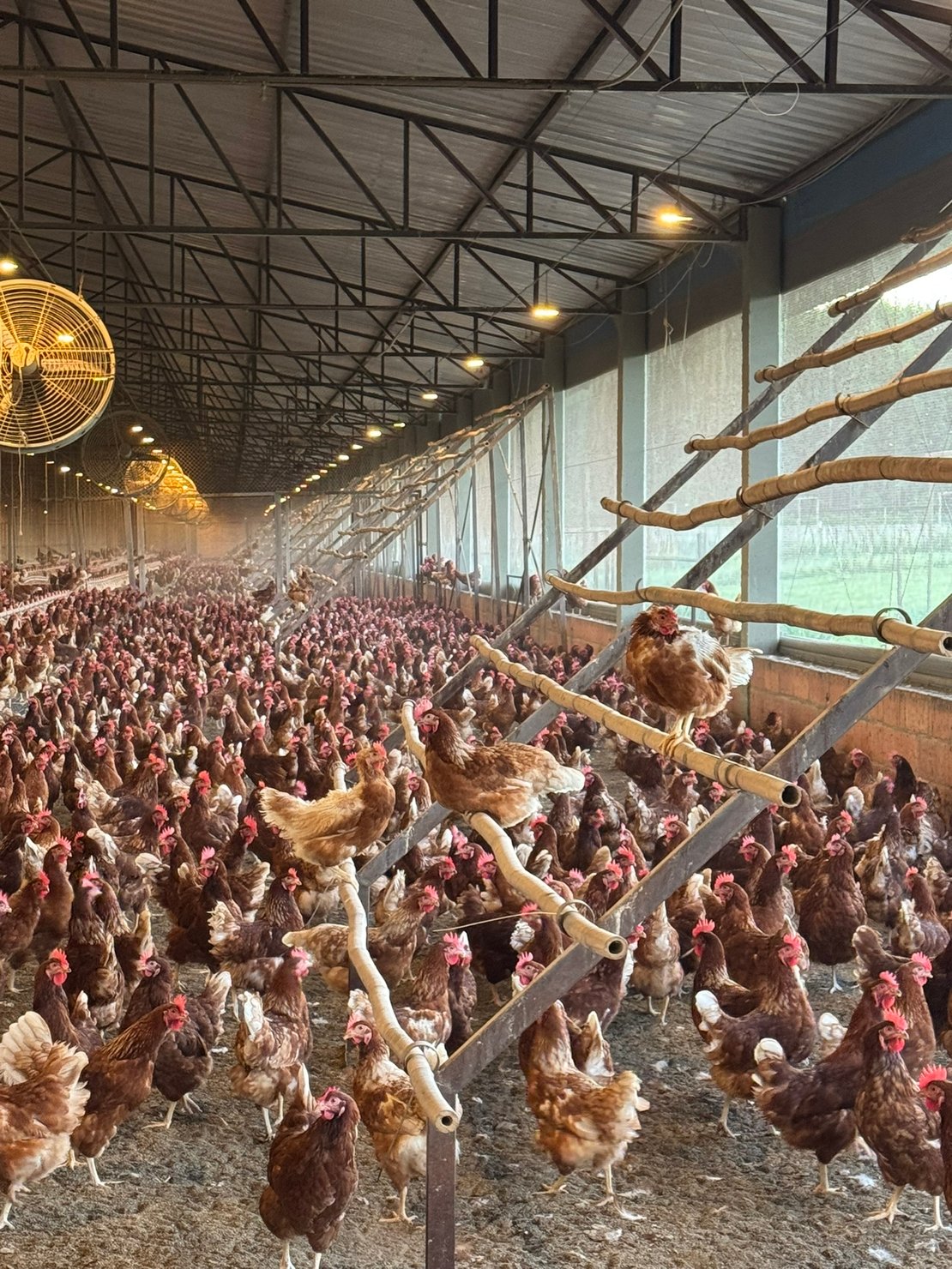 Raiar Orgânicos: Scaling organic egg production in Brazil