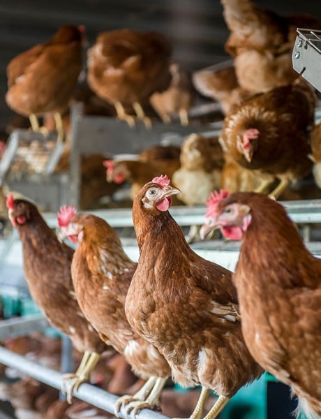 Research - Vencomatic Group (1)