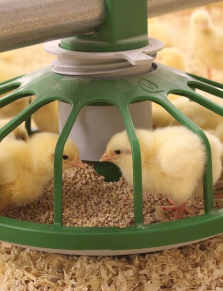 Solution pillar broilers (2)