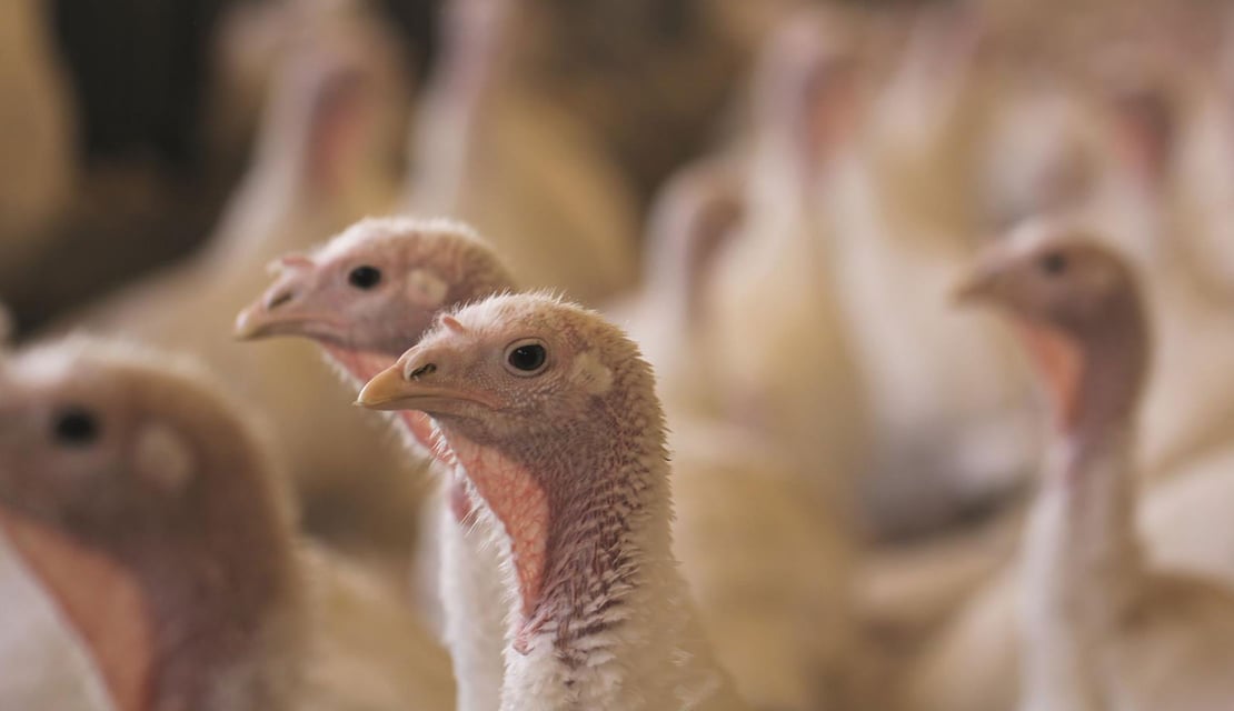 Turkey-Nest-(3)-video