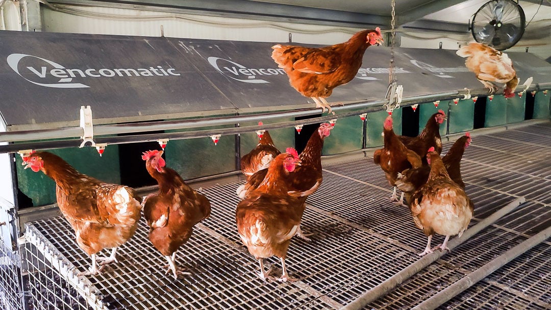 Vencomatic Nest _ el galliner de la torrassa