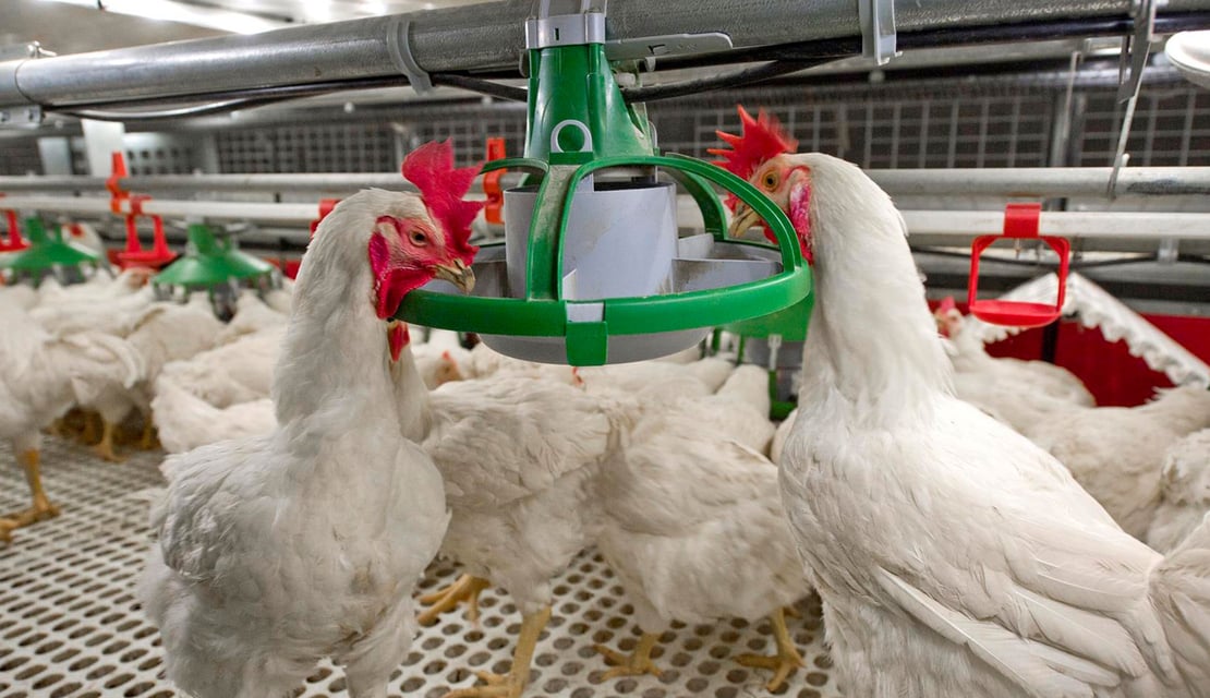 Veranda-Breeder-(7)-video