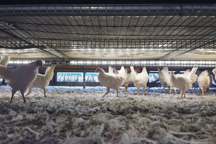 VMG_Bolegg Starter_de Bresser (2)