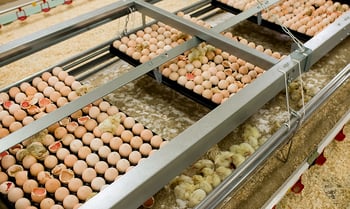 Broilers - Research papers