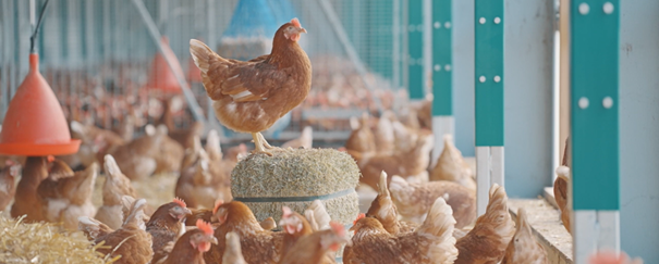 OMELETTE - Vencomatic Group (video)